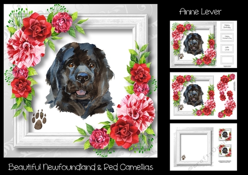 Beautiful Newfoundland & Red Camellias