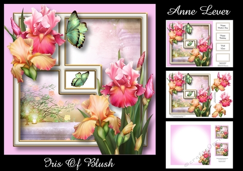 Iris Of Blush