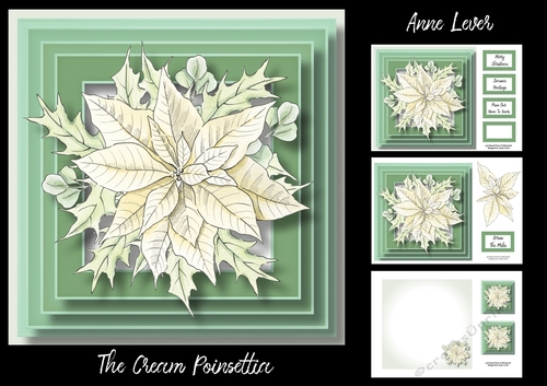 The Cream Poinsettia