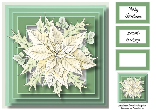 The Cream Poinsettia 8x8
