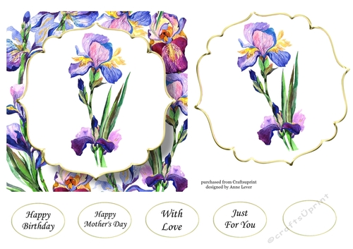6x6 Watercolour Floral - Iris