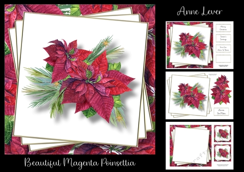 Beautiful Magenta Poinsettia