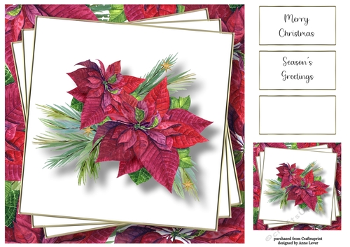 Beautiful Magenta Poinsettia 8x8
