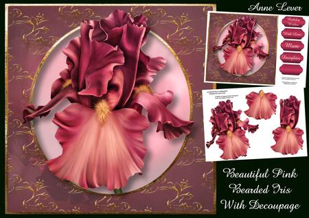 Beautiful Pink Bearded Iris with Decoupage
