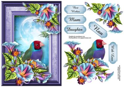 Rainbow Finch & Glorious Moonlight