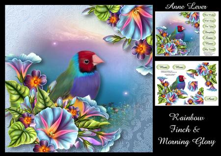 Rainbow Finch & Morning Glory