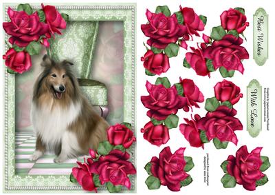 Beautiful Roses and Collie Dog