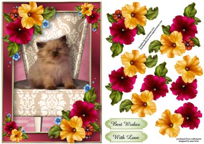 Cute Kitten & Pretty Petunias