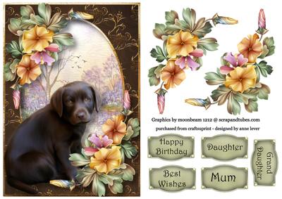 Gorgeous Chocolate Labrador Puppy