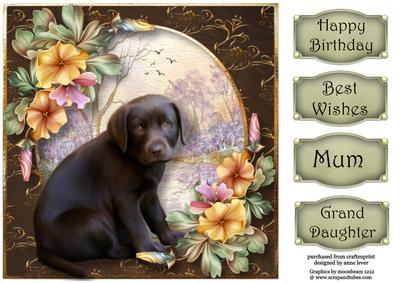 Gorgeous Chocolate Labrador Puppy 8x8