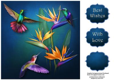 Bird of Paradise Flowers & Hummingbirds