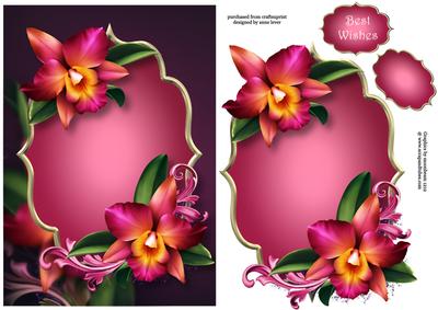 Gorgeous Hot Pink Orchids