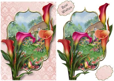 Hot Calla Lilies at the Flower Cottage