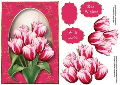 Striped Pink Tulips A5