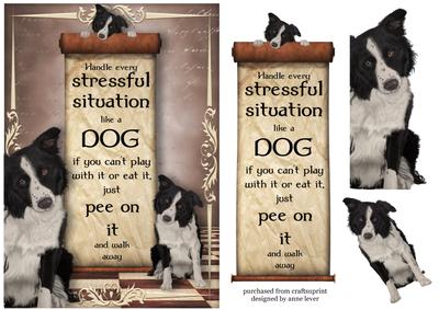 Handle Every Stressful Situation Like a Dog - border Collie