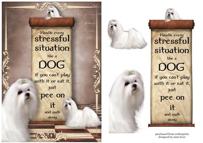Handle Every Stressful Situation Like a Dog - maltese