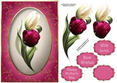 White & Magenta Tulips
