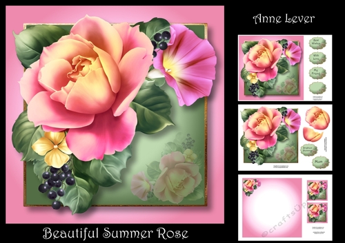 Beautiful Summer Rose