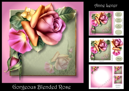 Gorgeous Blended Rose