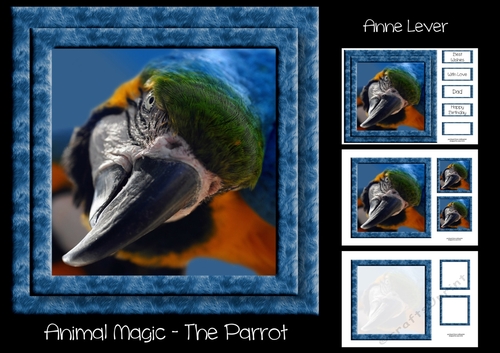 Animal Magic - The Parrot