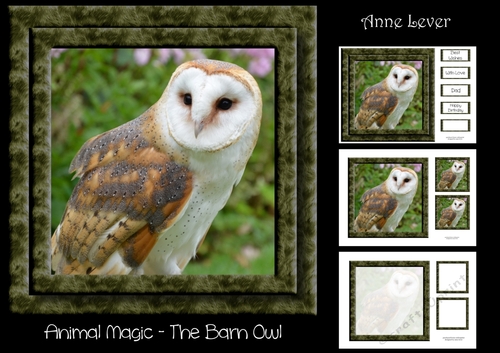 Animal Magic - The Barn Owl