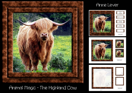 Animal Magic - The Highland Cow