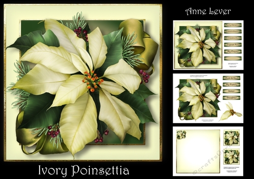 Ivory Poinsettia