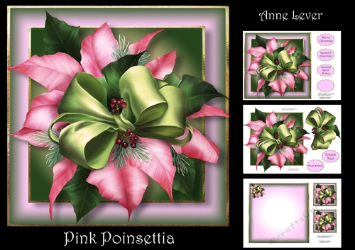 Pink Poinsettia