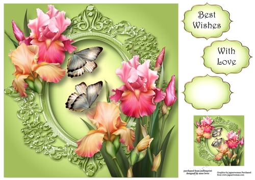 Gorgeous Blush Iris & Butterflies 8x8