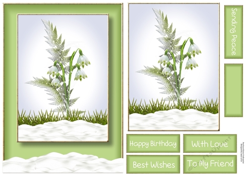 beautiful Snowdrops A5