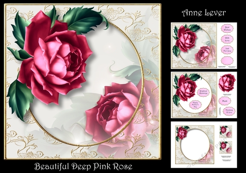 Beautiful Deep Pink Rose