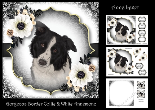 Gorgeous Border Collie & White Annemone