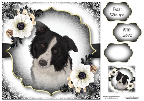 Gorgeous Border Collie & White Annemone 8x8