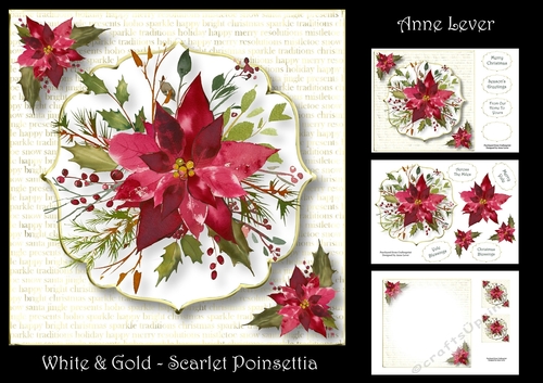 White & Gold - Scarlet Poinsettia