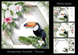 Amazonian Animals - Toucan