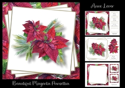 Beautiful Magenta Poinsettia