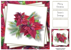 Beautiful Magenta Poinsettia 8x8