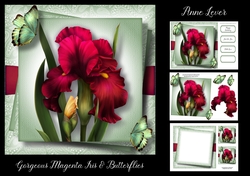 Gorgeous Magenta Iris & Butterflies