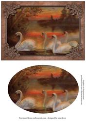 Beautiful Swans at Sunset