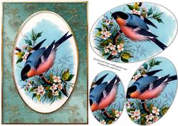 Colourful Bullfinch in a Golden Frame