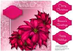 Pink Poinsettias Lacey Square