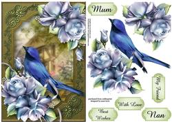 Flycatcher & Blue Roses at the Country Cottage