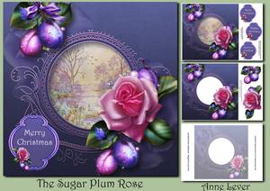 The Sugar Plum Rose