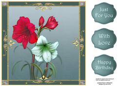 Amaryllis Red & White