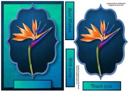 Beautiful Bird of Paradise Flower