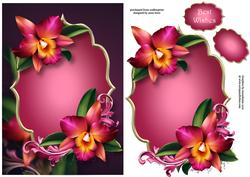 Gorgeous Hot Pink Orchids