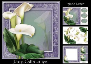 Pure Calla Lilies