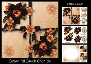 Beautiful Black Orchids