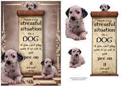 Handle Every Stressful Situation Like a Dog - dalmation
