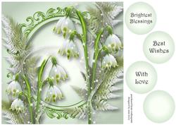 The Snowdrops